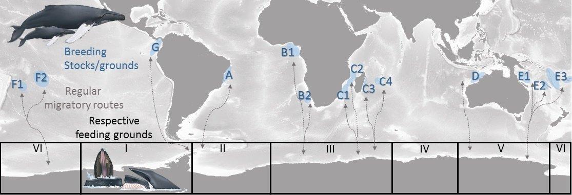 Analyzing Whale Movements and Their Influence on Crypto Prices